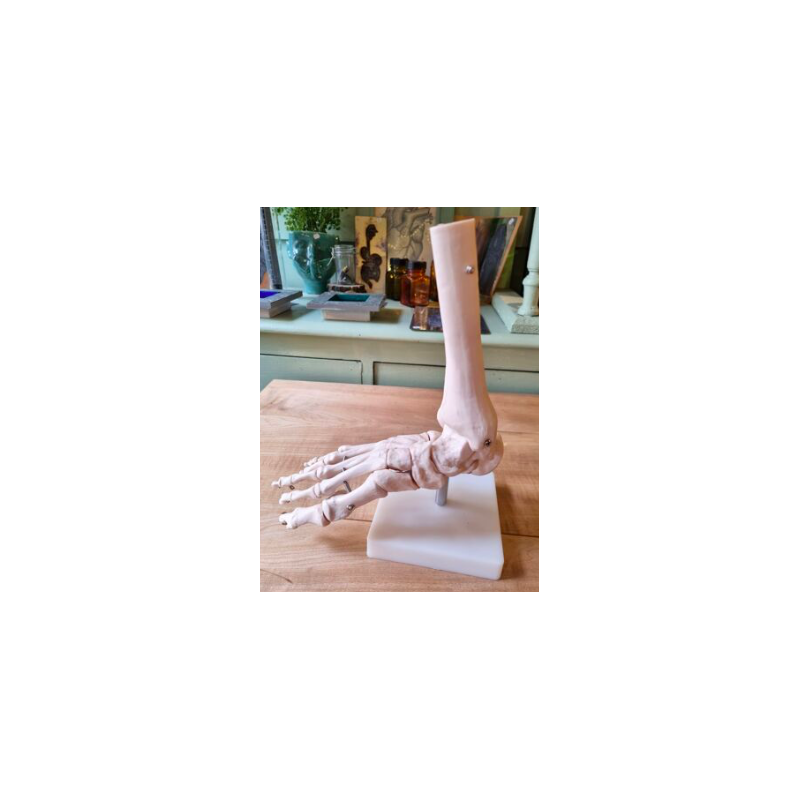 Vintage anatomical foot in resin