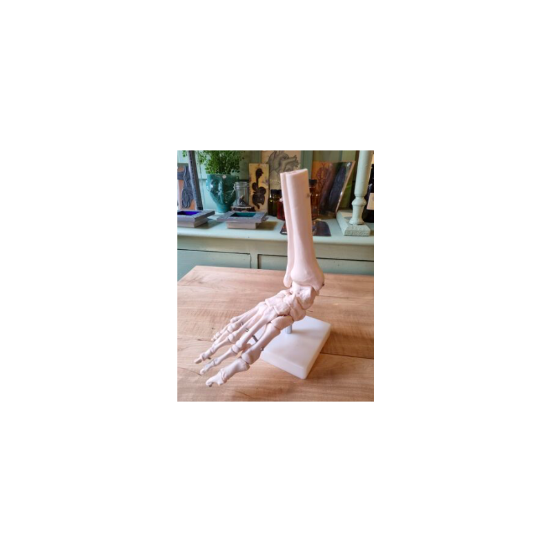 Vintage anatomical foot in resin