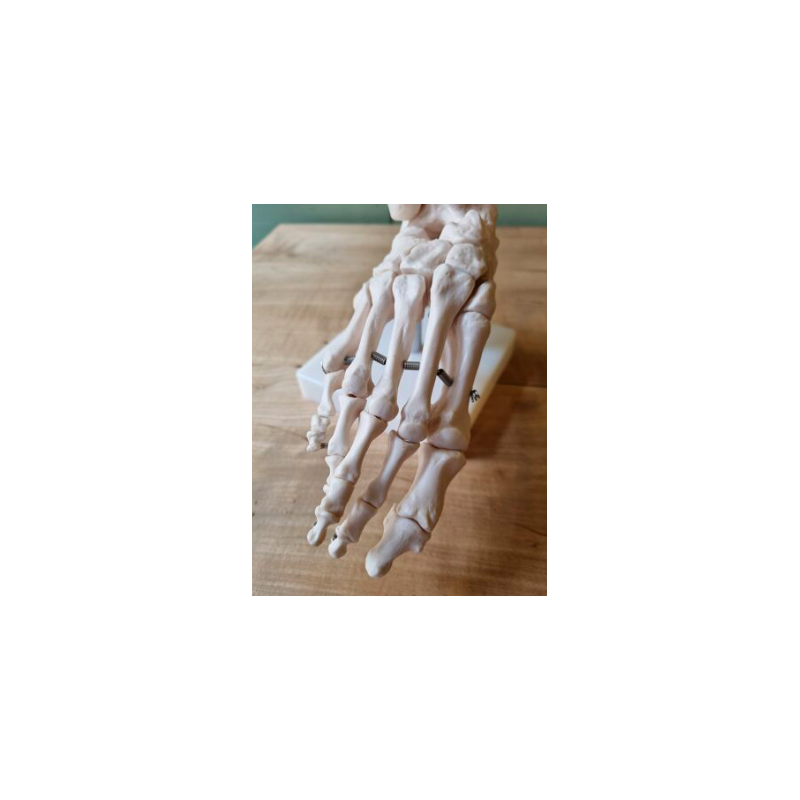 Vintage anatomical foot in resin