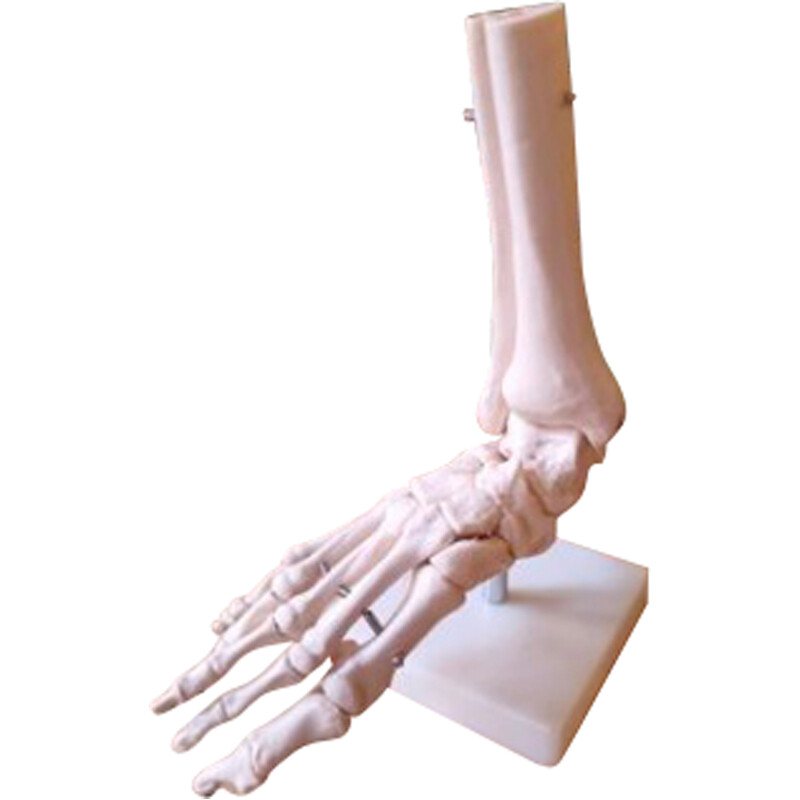 Vintage anatómica do pé em resina