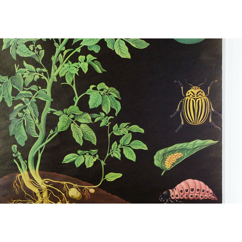 Tableau d'école déroulant vintage "potato botanical" par Jung Koch pour Hagemann, 1970