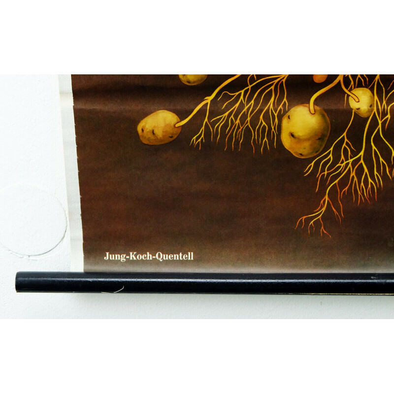 Vintage roll down school chart "potato botanical" by Jung, Koch for Hagemann, 1970s