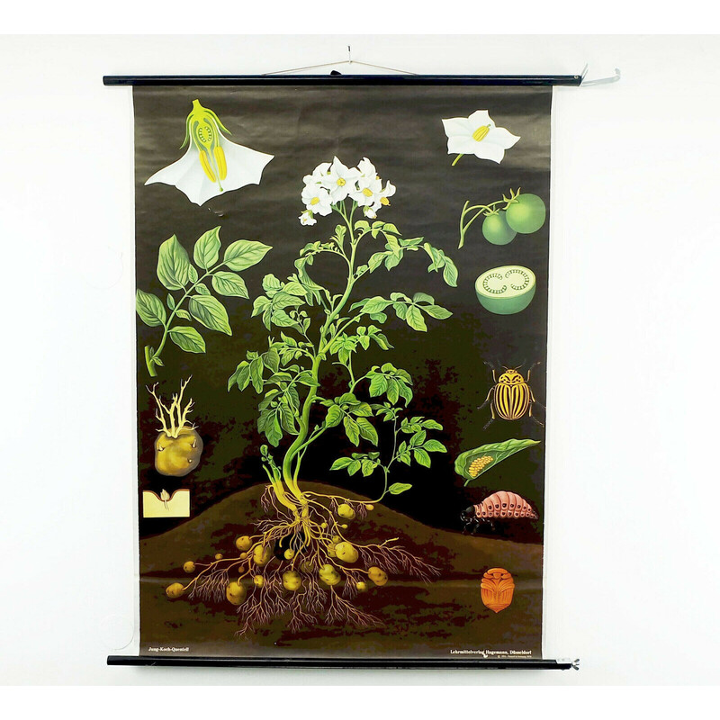 Vintage roll down school chart "potato botanical" by Jung, Koch for Hagemann, 1970s