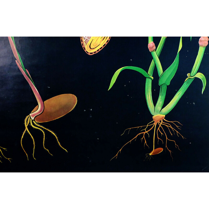 Vintage roll down school chart "rye botanical" by Jung, Koch, Quentell for Hagemann, 1960s