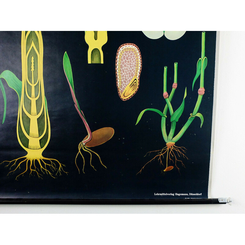Vintage scrollbaar schoolbord "botanische rogge" van Jung, Koch, Quentell voor Hagemann, 1960