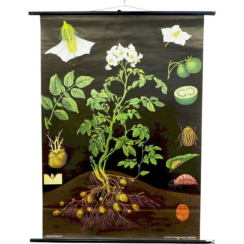 Tableau d'école déroulant vintage "potato botanical" par Jung Koch pour Hagemann, 1970
