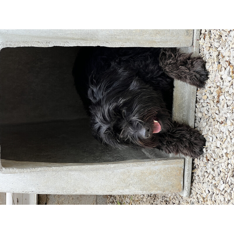 Vintage dog house "Dog House" in cement by Willy Guhl, Switzerland 1960