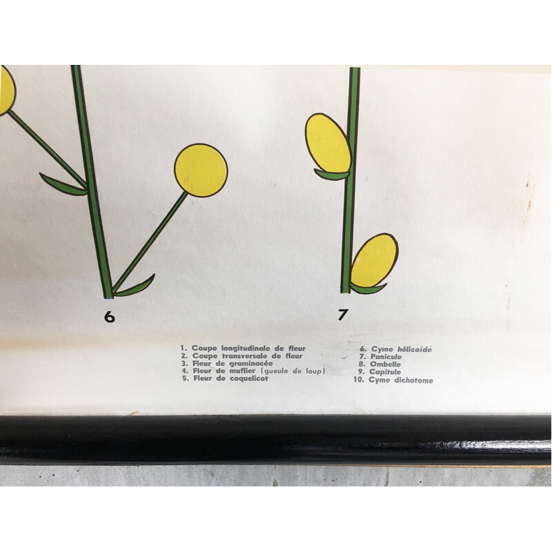 Botanical pull down poster - 1970s