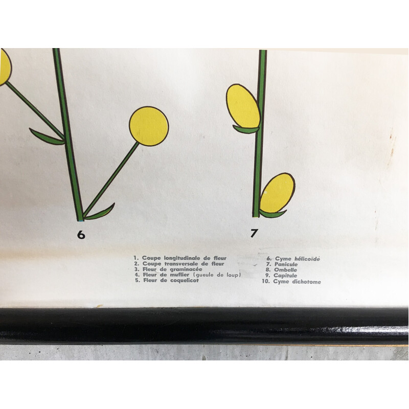 Poster botanique roulant - 1970