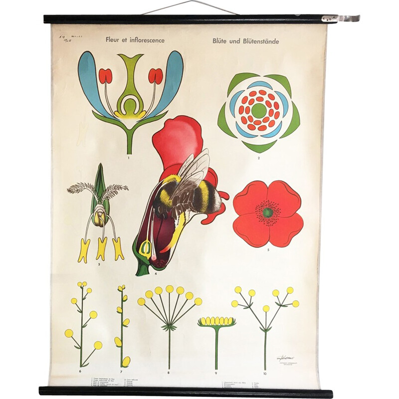 Botanical pull down poster - 1970s