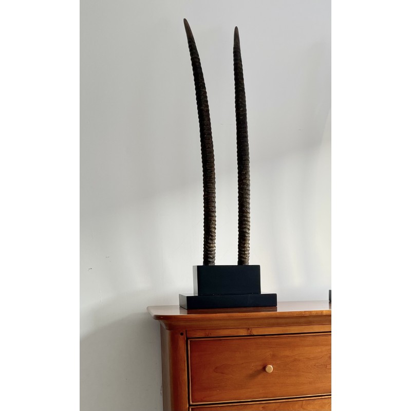 Vintage plinth with 2 oryx horns in ebony