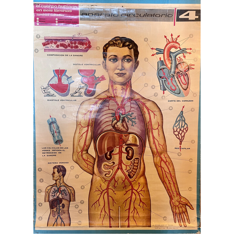 Poster d'epoca sul sistema circolatorio del corpo umano di Jover Ediciones