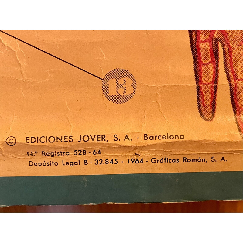 Poster d'epoca sul sistema circolatorio del corpo umano di Jover Ediciones