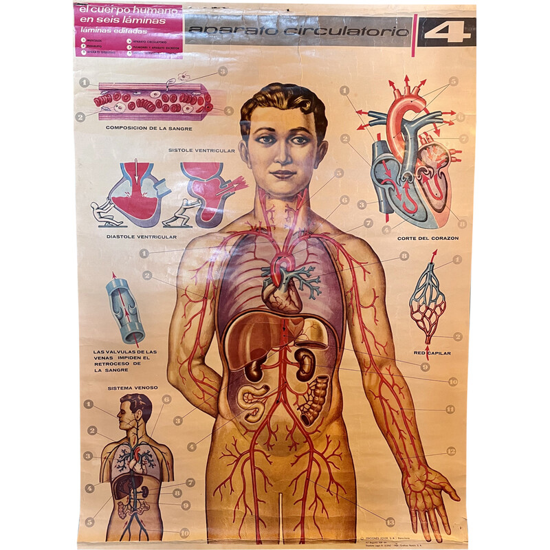 Affiche vintage du système circulatoire du corps humain par Jover Ediciones
