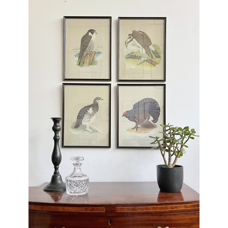 Set of 4 vintage bird photos with black frames by David Andrews for Grant's, 1970s