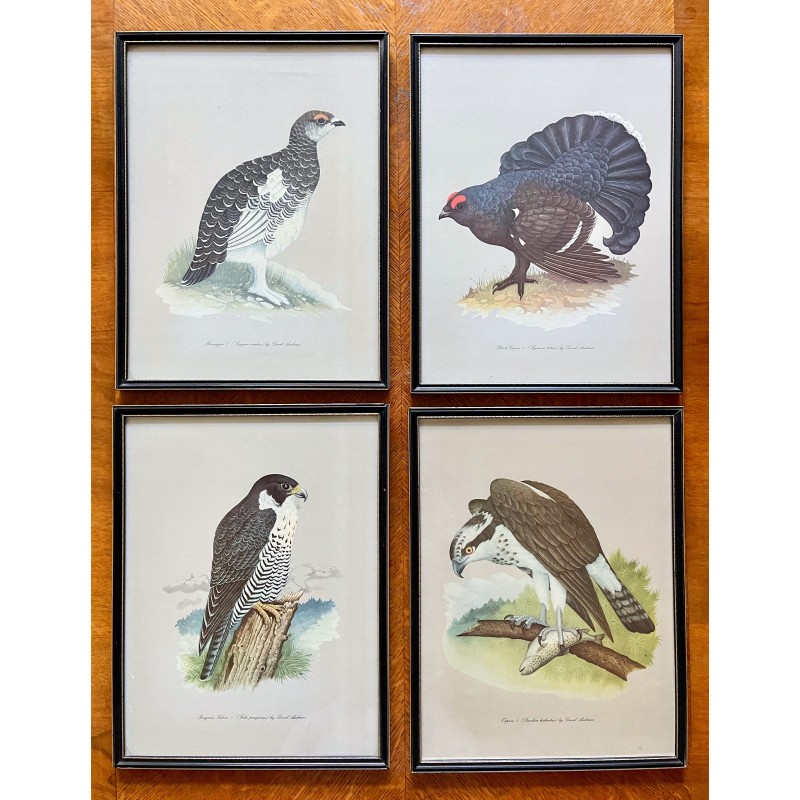 Conjunto de 4 fotografias de aves de colheita com molduras pretas de David Andrews para Grant's, década de 1970