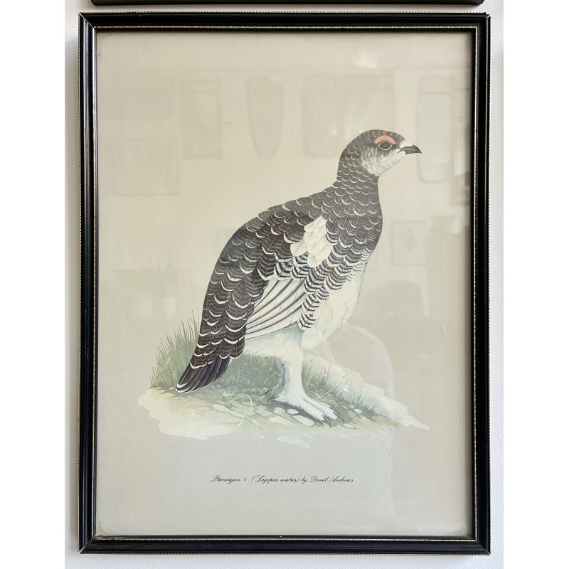 Set of 4 vintage bird photos with black frames by David Andrews for Grant's, 1970s