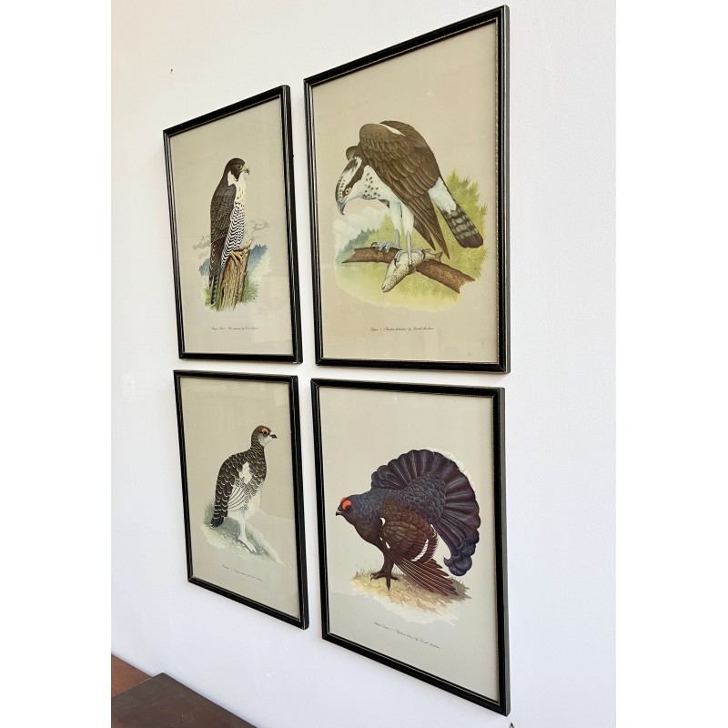 Conjunto de 4 fotos vintage de pájaros con marcos negros por David Andrews para Grant's, años 70