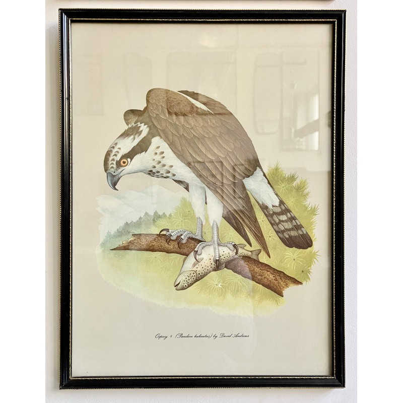 Set of 4 vintage bird photos with black frames by David Andrews for Grant's, 1970s