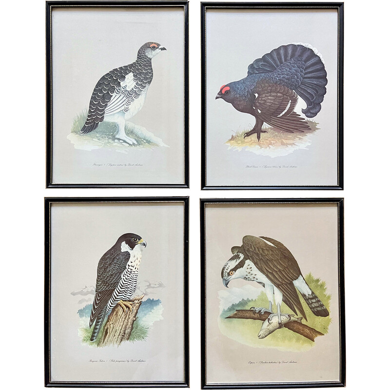 Set di 4 foto di uccelli vintage con cornice nera di David Andrews per Grant's, anni '70
