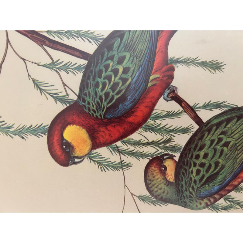 Vintage parrot painting by John and Elizabeth Gould, 1950