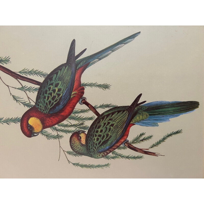 Vintage parrot painting by John and Elizabeth Gould, 1950