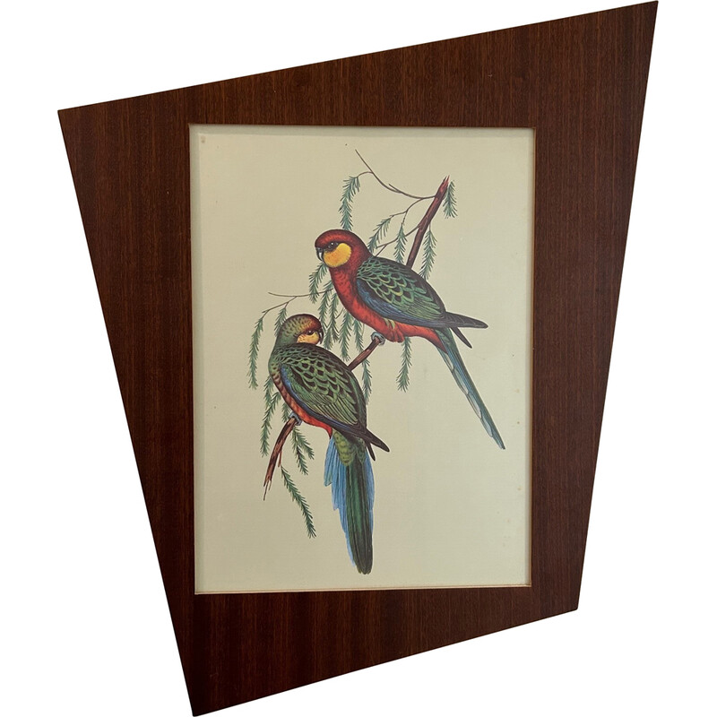 Vintage parrot painting by John and Elizabeth Gould, 1950