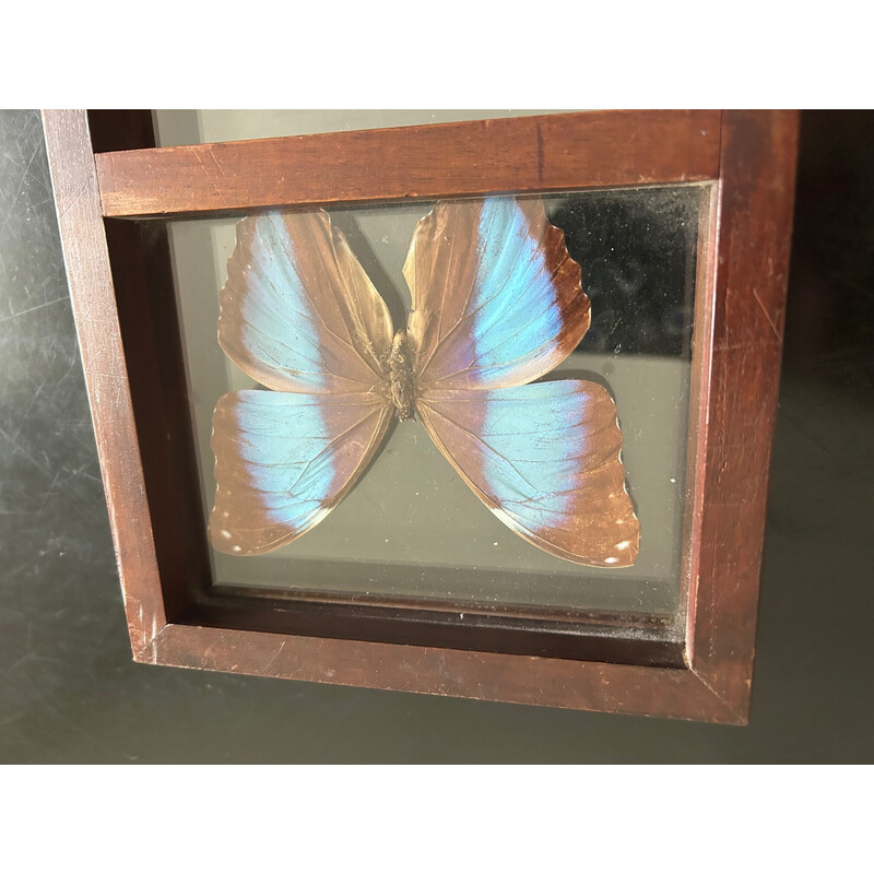 Vintage glass frame with naturalized butterflies and flowers, 1970