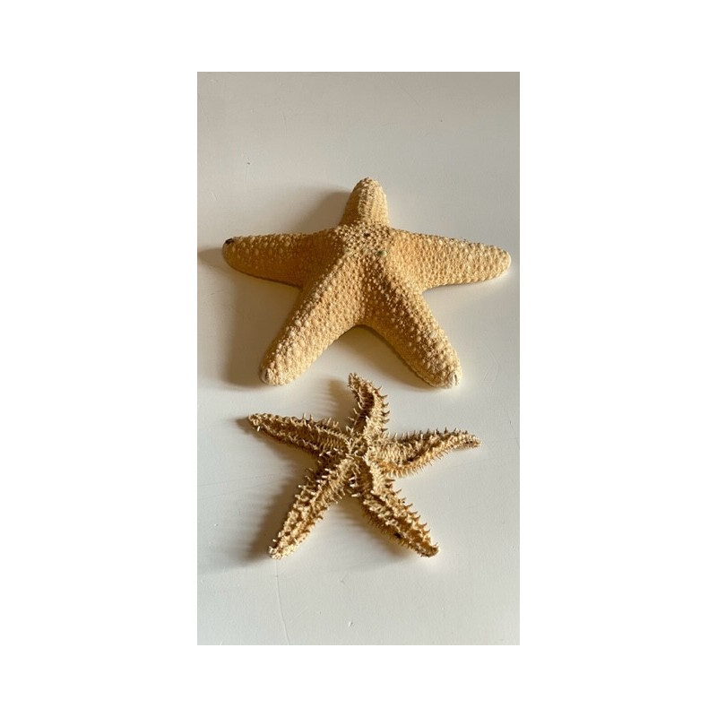 Pair of vintage starfish