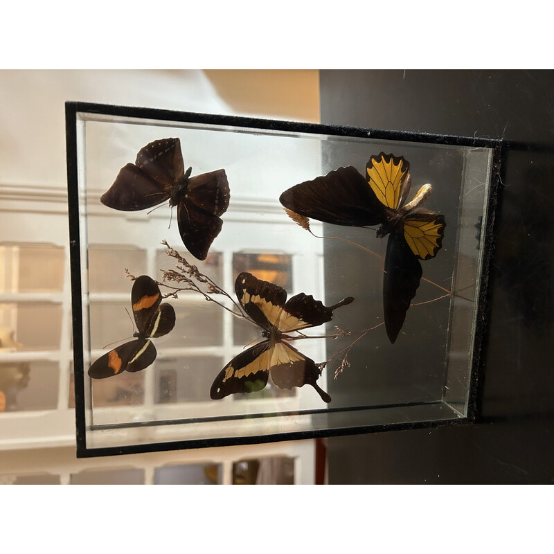 Vintage glass frame butterfly box, 1970