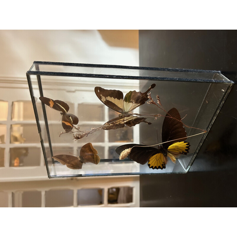 Caixa de borboletas vintage, moldura de vidro, 1970