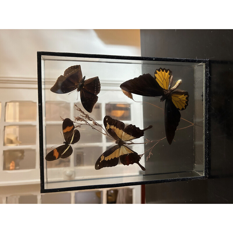 Boîte à papillons vintage cadre en verre, 1970