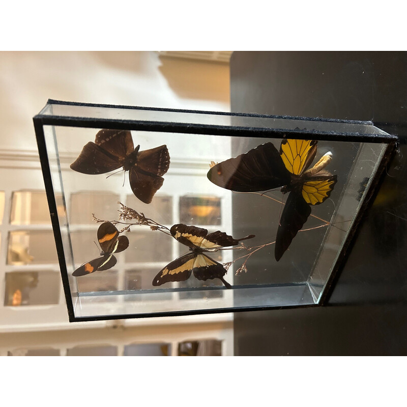 Caixa de borboletas vintage, moldura de vidro, 1970
