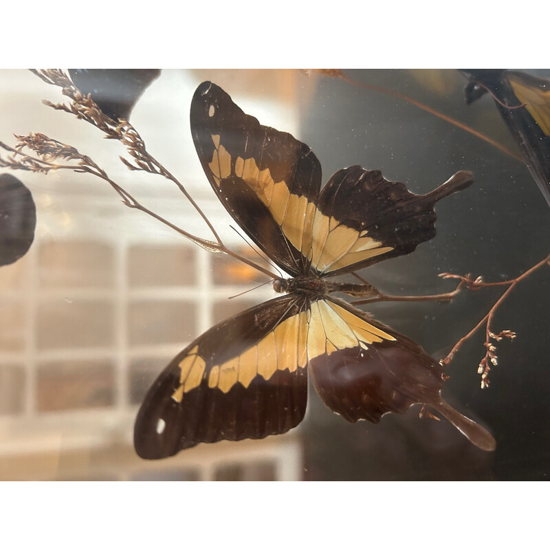 Boîte à papillons vintage cadre en verre, 1970
