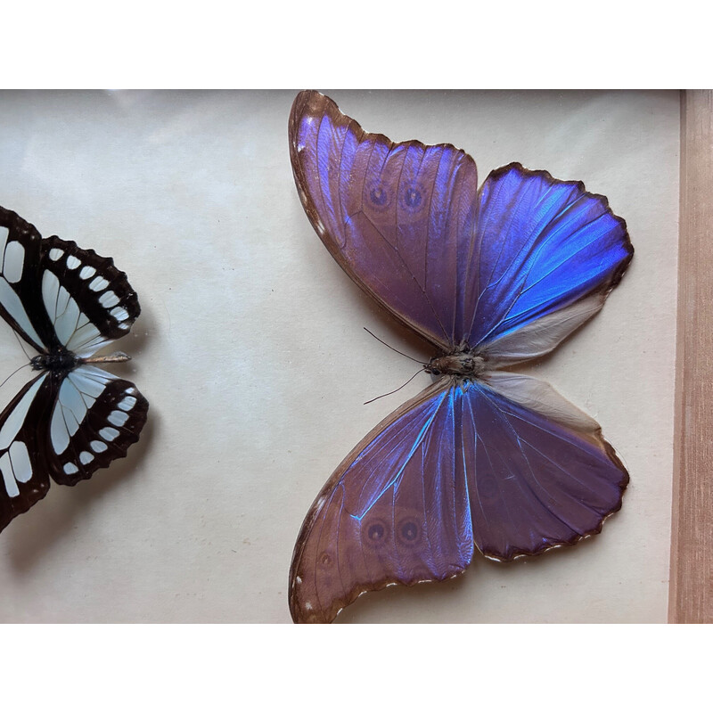 Moldura vintage com 2 borboletas