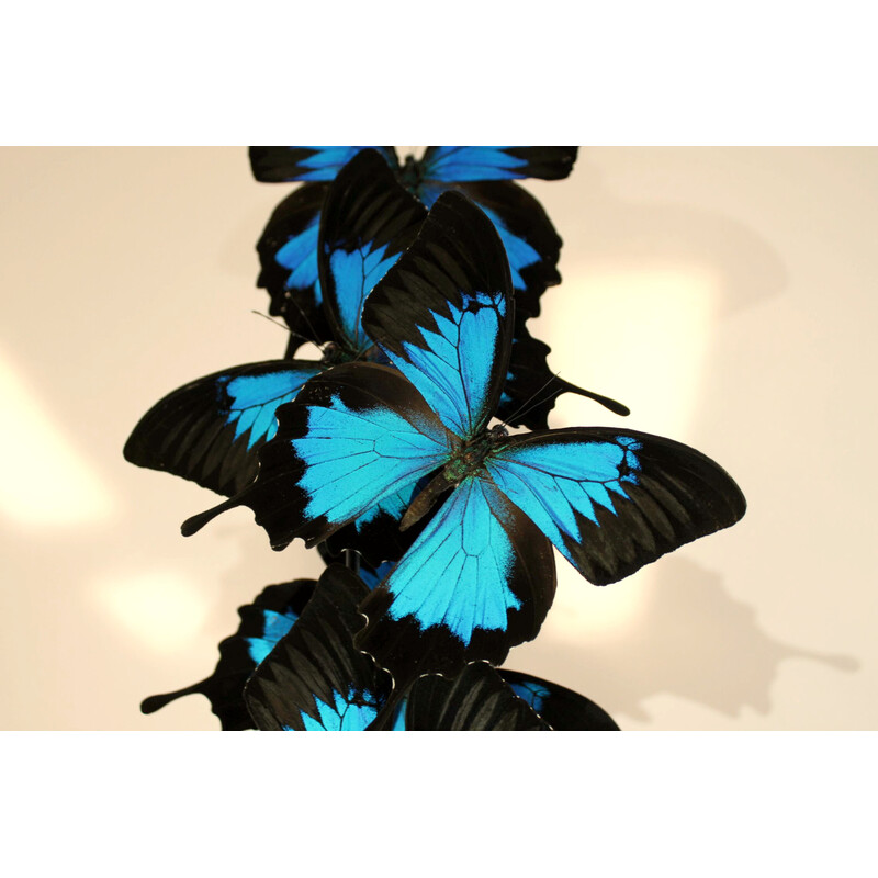 Set van 6 echte vlinders onder een vintage glazen en zwart houten bol