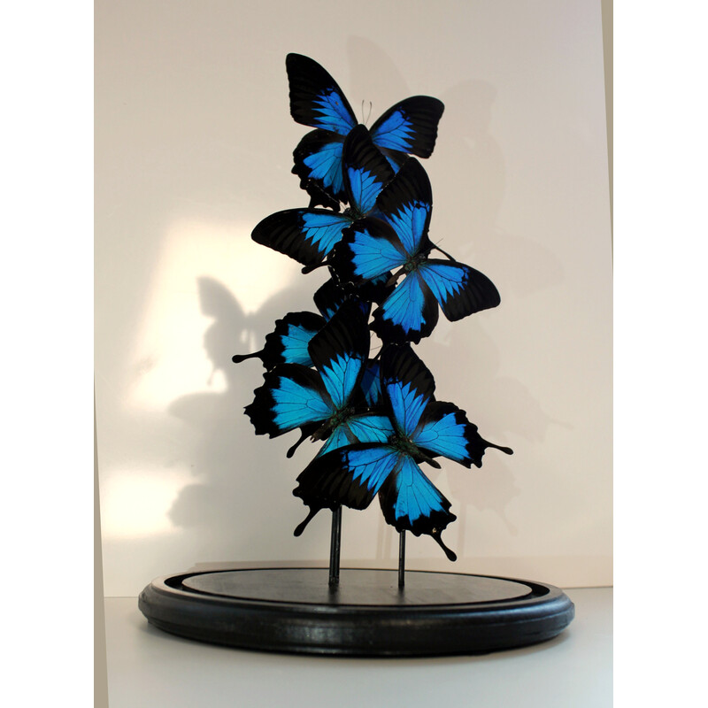 Set of 6 real butterflies under vintage globe in glass and black wood