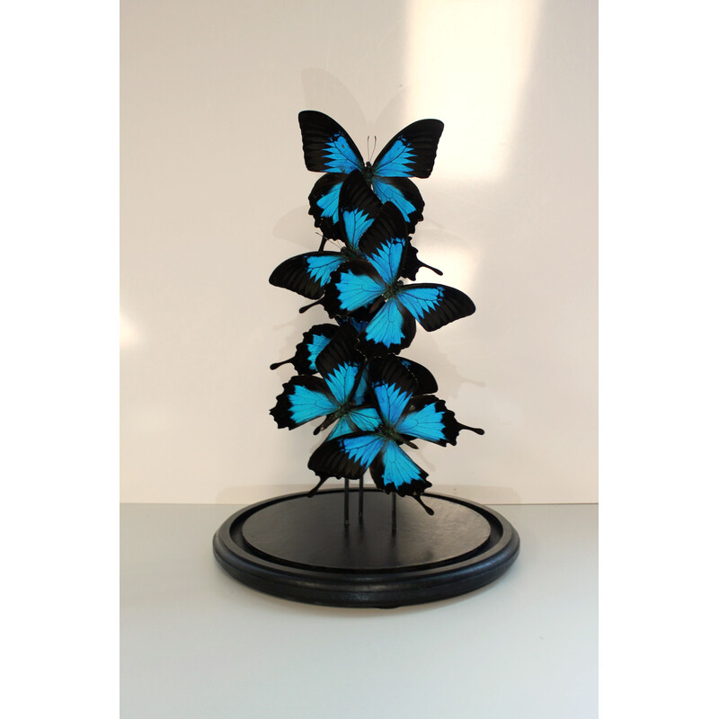 Set of 6 real butterflies under vintage globe in glass and black wood