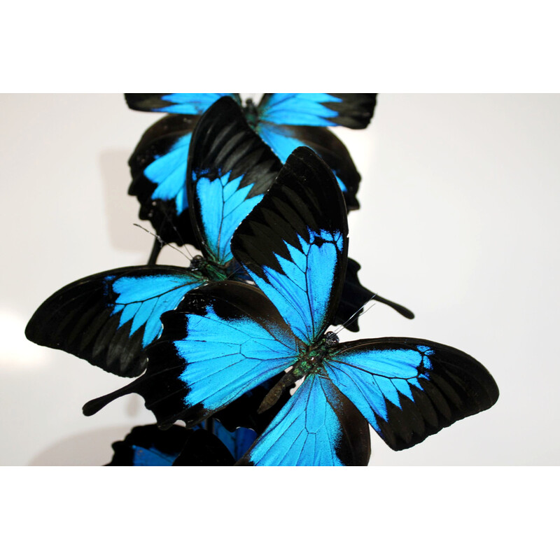 Set van 6 echte vlinders onder een vintage glazen en zwart houten bol
