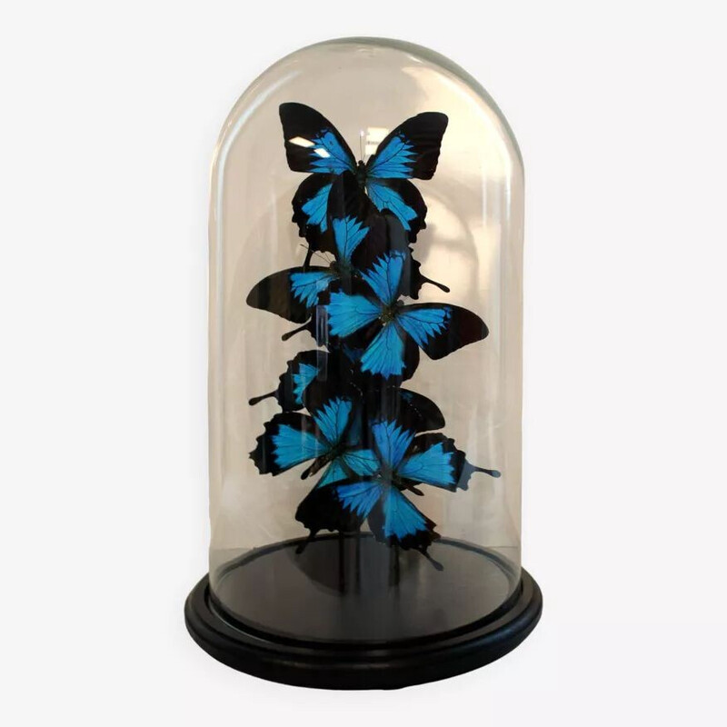 Set of 6 real butterflies under vintage globe in glass and black wood