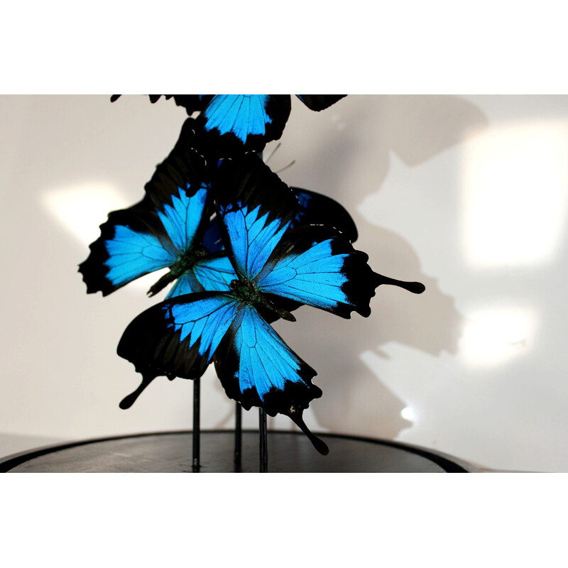 Set of 6 real butterflies under vintage globe in glass and black wood