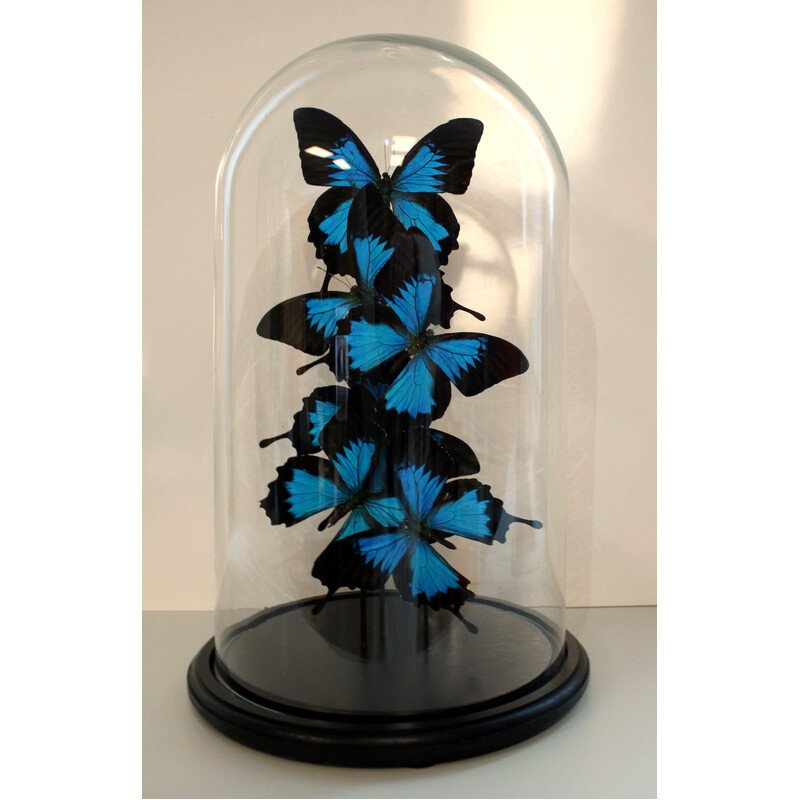 Set of 6 real butterflies under vintage globe in glass and black wood