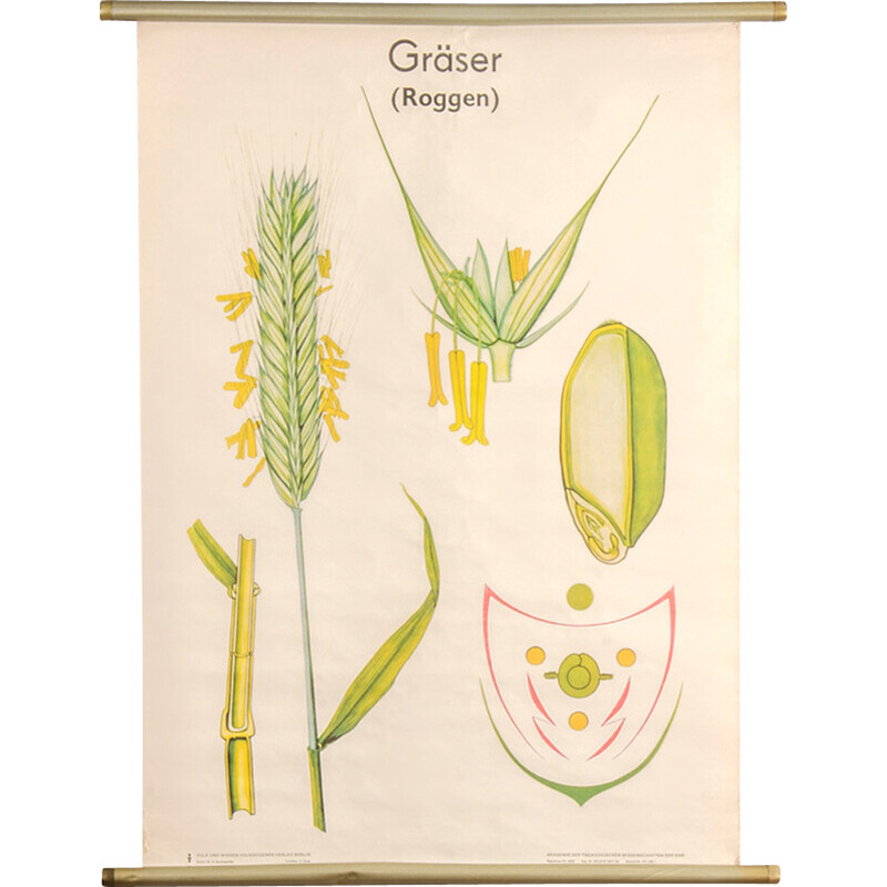 Pintura vintage "Cartaz botânico" para Volk und Wissen Volkseigener Verlag, Alemanha 1980