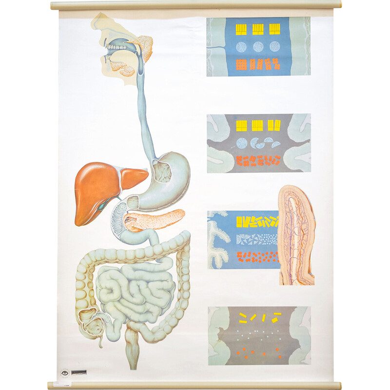 Vintage painting "Anatomical poster" from the Deutsches Hygiene Museum in Dresden, Germany
