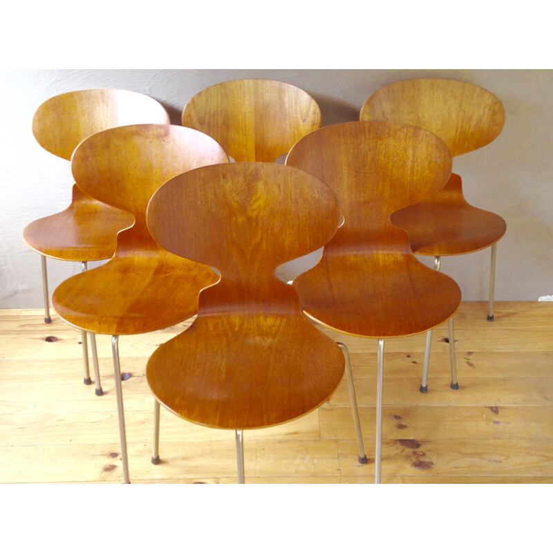 Suite de 6 chaises tripodes 3100 en teck par Arne Jacobsen pour Fritz Hansen - 1950