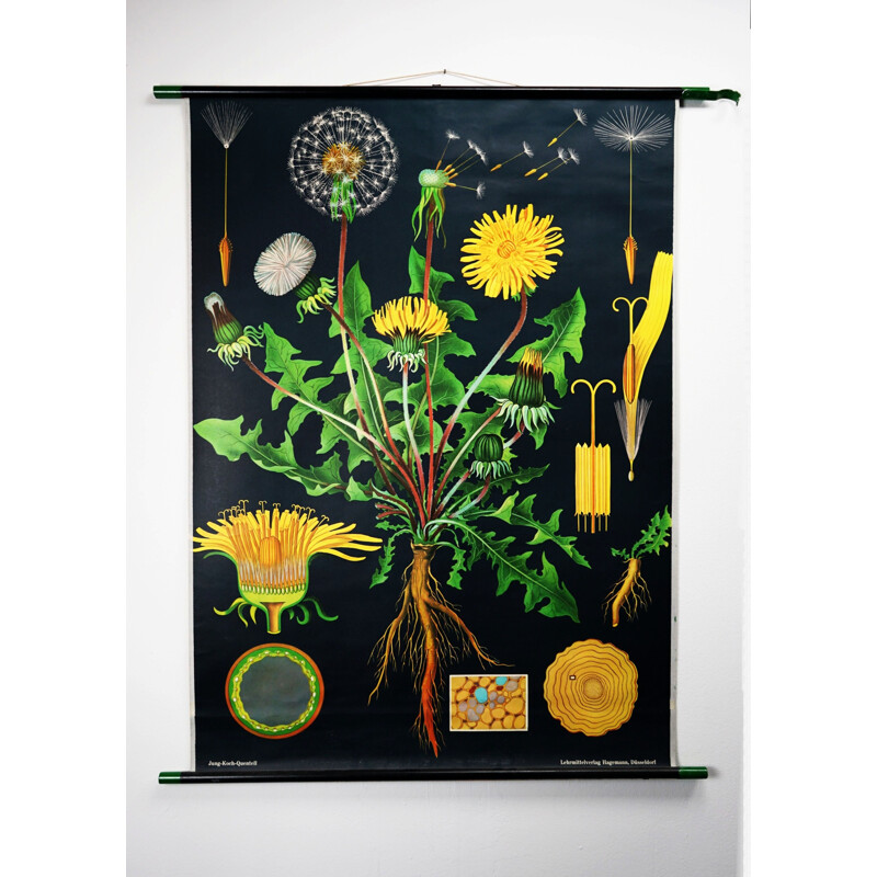 Vintage Dandelion biological chart by Jung-Koch-Quentell for Hagemann, 1960s