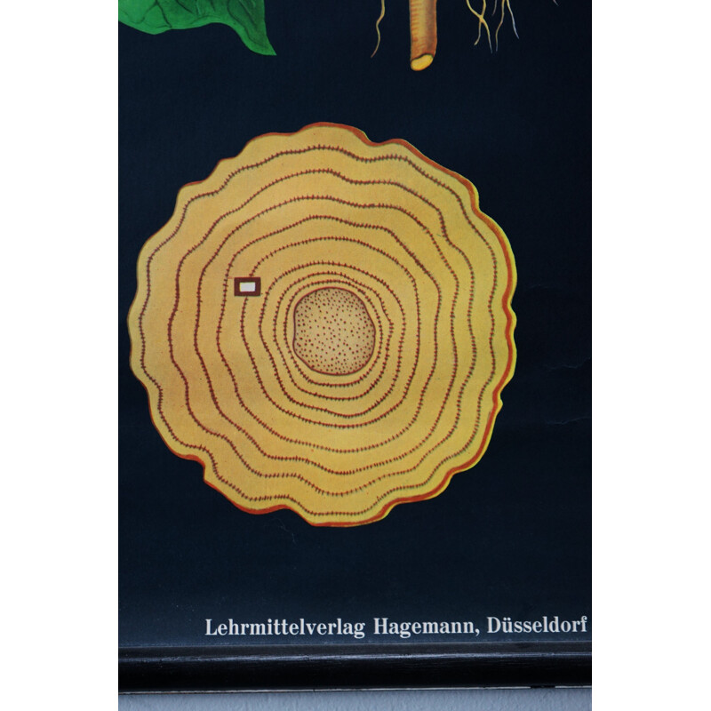 Vintage Dandelion biological chart by Jung-Koch-Quentell for Hagemann, 1960s