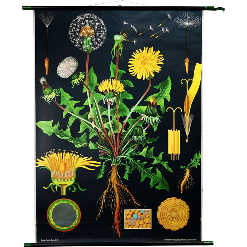 Vintage Dandelion biological chart by Jung-Koch-Quentell for Hagemann, 1960s