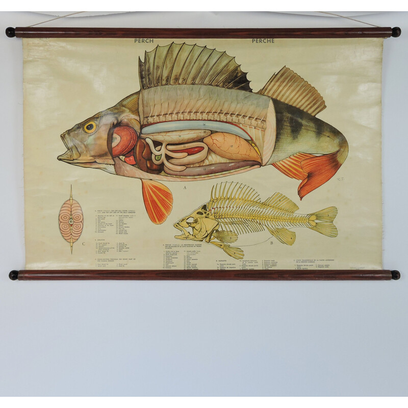 Vintage fish anatomy wall poster, 1970