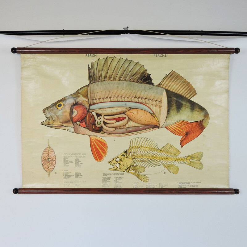 Póster de anatomía de peces, 1970